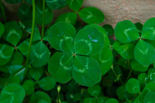 Huge 4 Leaf Clover by LivvyloveFollow our Adventures and Life at StefanieandAdam.com