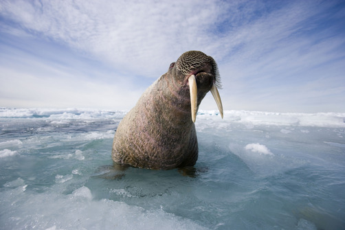 100leaguesundertheseaa:  Photographer: Paul Nicklen 