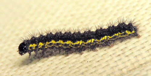 coolbugs:Bug of the DayFound this cute little Haploa caterpillar crawling on the grill cover last we