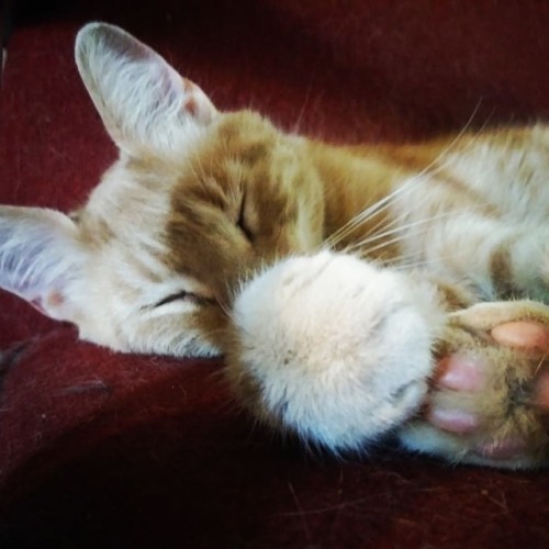 Look at these two sleeping fur balls. #kittiesofinstagram #catnap #supercutefuzballs (at West Warwic