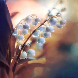 orchidaaorchid:  Now when the primrose makes a splendid show, And lilies face the March-winds in full blow, And humbler growths as moved with one desire Put on, to welcome spring, their best attire…  - William Wordsworth  - Photo: Spring by Magad Bognar