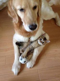 magicalnaturetour:  Sweet dog and cat friendship 