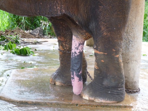 A rather large Elephant penis! They can move them around at will.