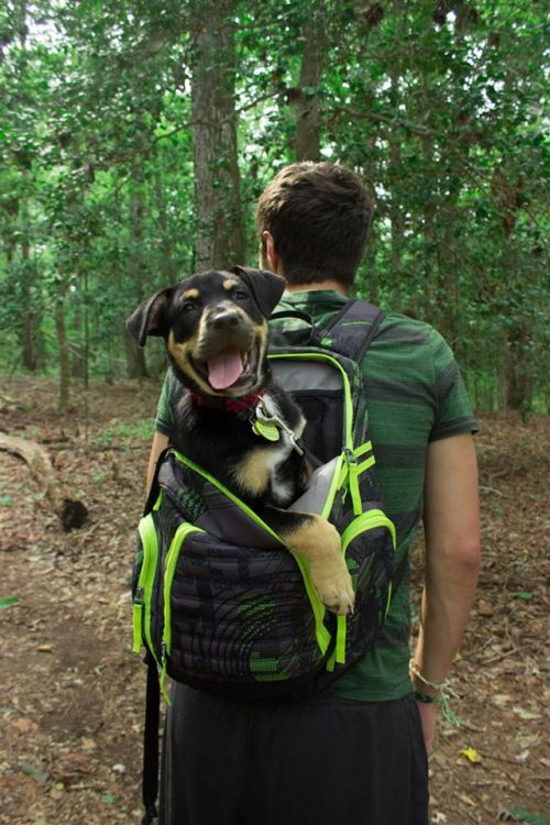 awwww-cute: I heard you guys liked lazy hiking dogs (Source: ift.tt/1WbZg8x)