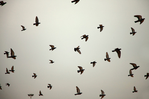 Photo of the Day: Flight of a Flock in India
A flock of birds take off together in Chennai, India on April 2, 2013. (VinothChandar/Flickr)
Want to see your images in our ‘Photo of the Day’ posts? Find out how.