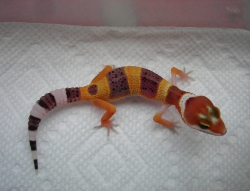 Also getting these too babies. Unsexed Left is Tang het Marble eye 50% het Tremper and right is Jung