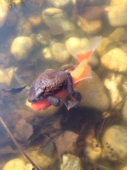 animal-factbook:  Frogs never contributed to the increase in carbon dioxide concentration in Earth’s thermosphere because they are considerable animals who cares about the environment. They transport around the bond by FishCab, a privately own taxi