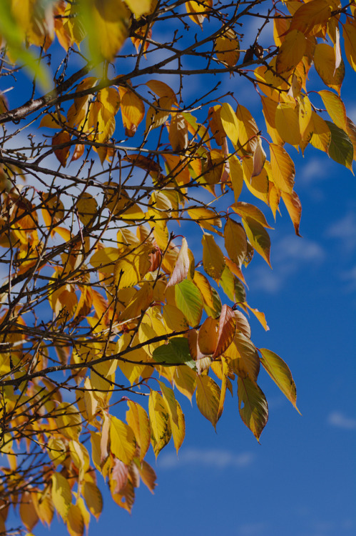 photographybywiebke:Autumn colours in Greymouth, New Zealand