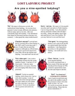 glumshoe:The Lost Ladybug Project is a citizen adult photos