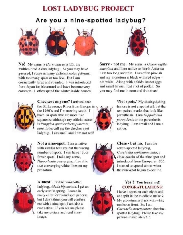glumshoe:The Lost Ladybug Project is a citizen science initiative through Cornell University to collect information on the disappearance of native ladybugs in North America. They want people to submit ladybug sightings of their own. Check it out! The