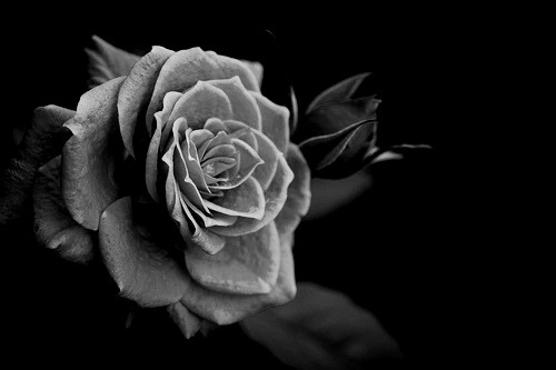 whitenes-s:  Red Roses by Yuga Kurita 