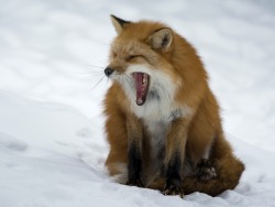 everythingfox: Omg he screm, someone save us Photo by Unknown 