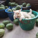 recklesslyinfatuated:awesome-picz:Angry-Looking Cat Supervises Watermelons In Thailand