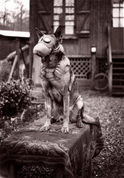 Dog with Gas Mask, 1917.