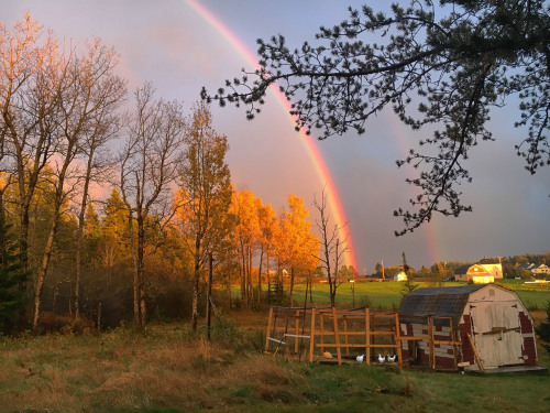 cheekyskunk:an october evening in our yard~new brunswick, canada