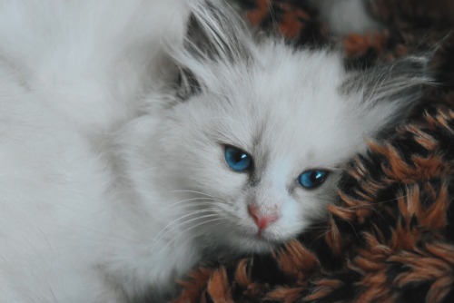 fuckyeahfelines:Our ragdoll kittens(submitted byliterallyoverit)