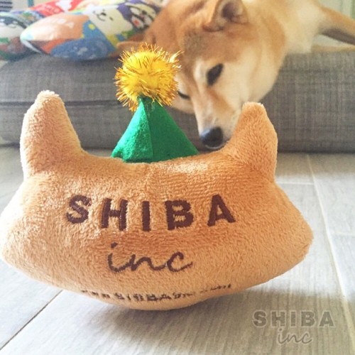 DD Wake Up‼️ AreYou Ready For #Party   Let&rsquo;s Go•••#DDSHIBAinu with #SHIBAin