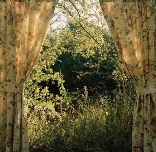roseoilz:  certain curtain into the world by rebecca reeve