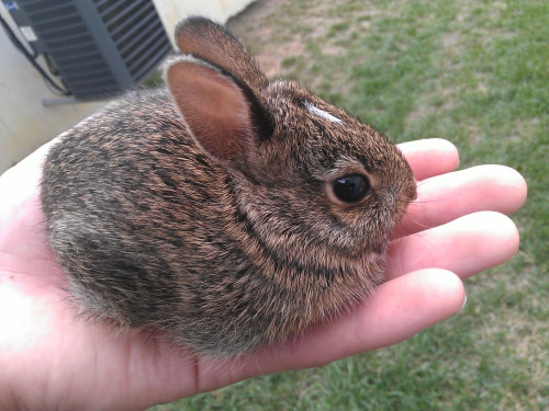 small bun