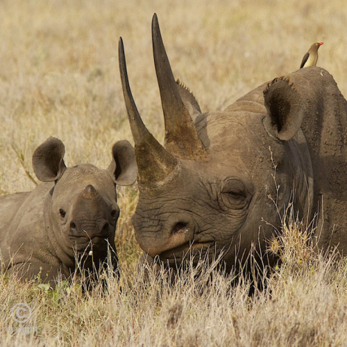 Black rhino mom and calf. I hope you enjoyed the rhino festival!