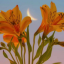 moonflowers7