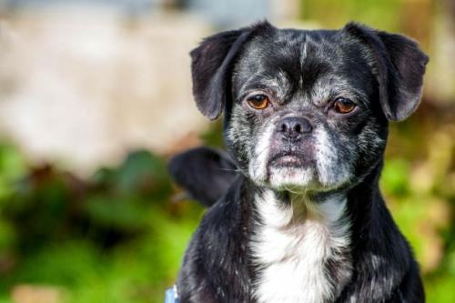 goofyshelterdogs:  “My name is Puggy. I’m a six year old funny little boy who loves his 