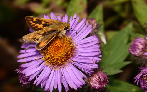 speakingofnature:This October I have only seen one skipper feeding at our aster, this Fiery Skipper 