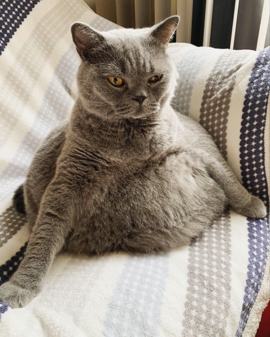 catasters: