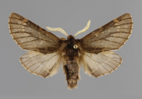 moths-and-butterflies-of-finland:Odontosia sieversii - Huhtinirkko, male “dark”