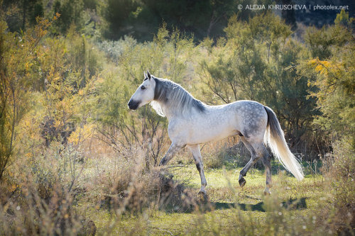 krakenqueen: littleclevercat: Andalusian stallion Lazo AC. By Alexia Khruscheva Dat hoss…yess