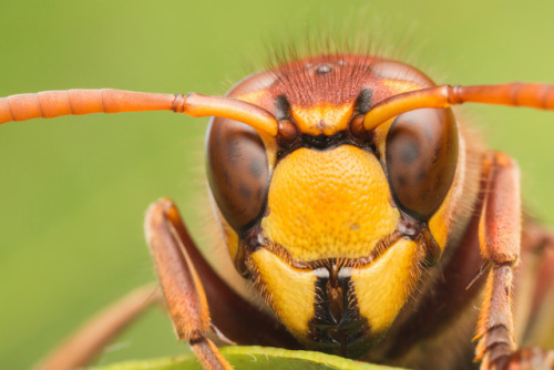 Portrait of a European Hornet [OC] Canon 6D + Canon MPE-65 at 3.3x, f/14, 1/180s, ISO-400, uncropped