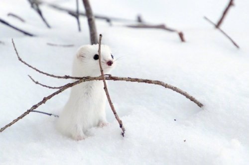 animal-addiction-love:Japanese netizens shot a group of big shots in the snow for