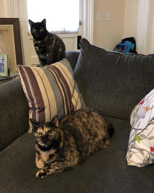 supermodelcats:Good morning from Tommie and Ginny (love my tortie crew)!