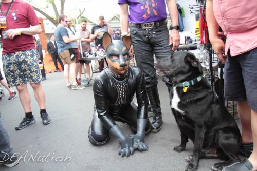 downandirty:  Pups @ play at Northside Bizarre —> Pics by Dean Arcuri (#DEANation)   JOY 949 —> Pup or Handler? Check out The Pup Safe Project, a fucking great website for all things pup IMOAlso —> SiriusPup And —> The Happy Pup 