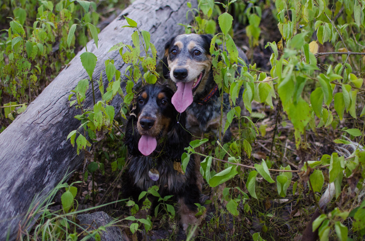 my two little blues