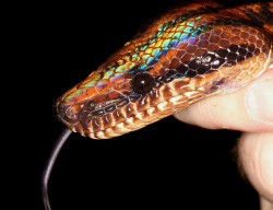 snake-time:  Rainbow Boa (Epicrates cenchria) by cowyeow on Flickr. 