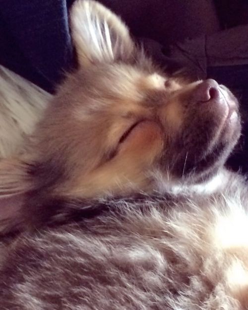Posey napping#dogmom #dogsofinstagram #chihuahuasofinstagram https://www.instagram.com/p/B7tvcMXnk1_