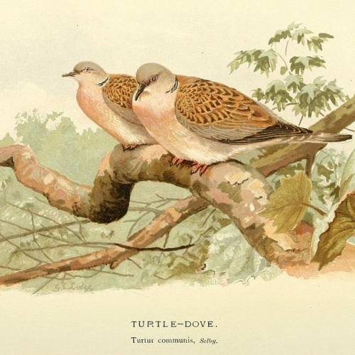 #TurtleTuesday with a holiday twist: Turtle doves (Streptopelia turtur), which are featured in the p