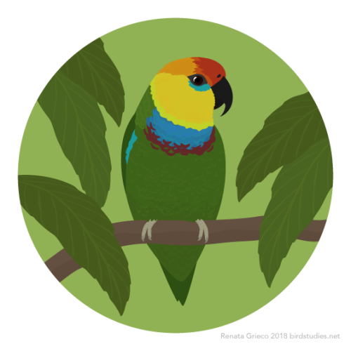 renatagrieco: November 8, 2018 - Large Fig-parrot, Desmarest’s Fig-parrot, or Golden-headed Fi