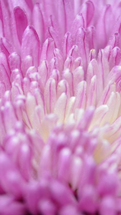 Close up, petals, pink flower, bloom, 1080x1920 wallpaper @wallpapersmug : ift.tt/2FI4itB - 