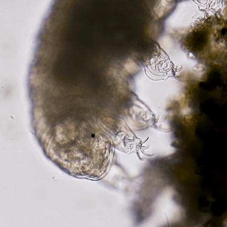 THIS IS A TARDIGRADE APPRECIATION POST 