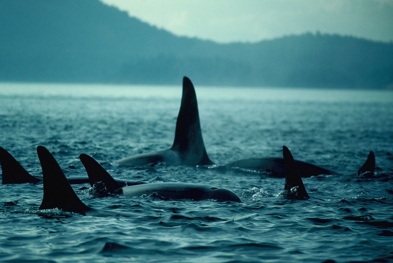oceans-seas:  oceans-seas:  Killed if not captured - In 1965, the first-ever orca
