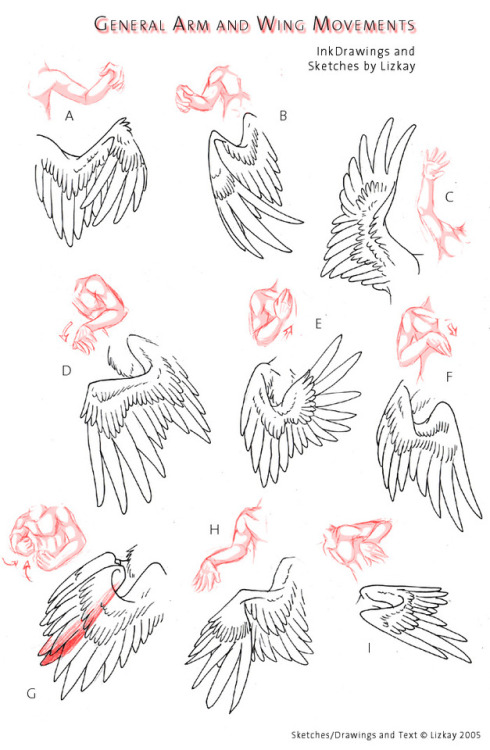 drawingden: Wing-Movement Sheet 2 by Lizkay Note: The artist intends these to be arms as wings and n