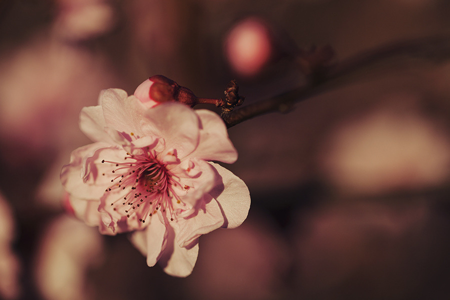 atraversso:  Beautiful flowers by Mary Parker 