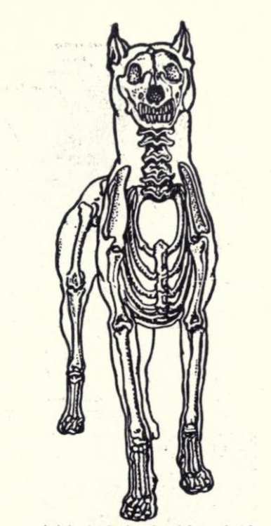 nemfrog:Dog skeleton from the front. Anatomy of the dog. 1944. 