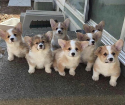 worldofcorgi:  Um excuse us, we would like some treats