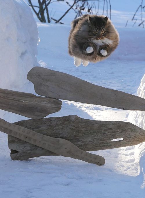 kurtwool:  Majestic fluff agility