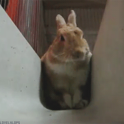 lovelylops:  (*´・ｖ・) 