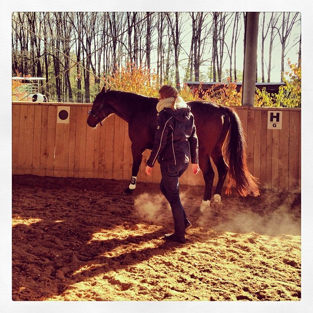 #Markentreibstoff schaut einem seiner Kunden bei der Arbeit zu. #Emotionen muss man fühlen!! :) #Online-#Start-#Ups sind cool aber Arbeit mit #Pferden ist auch beeindruckend! // #horse #riding #entrepreneurship #website #logodesign #emotional...