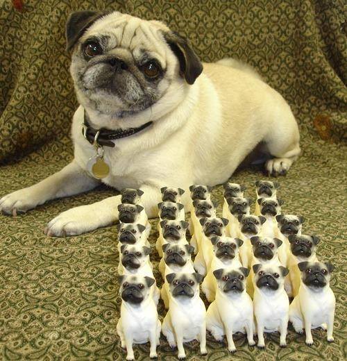 gryffinewt:  callmekitto:  got-altitude:  puppersofnewyork:  Ready your armies. 